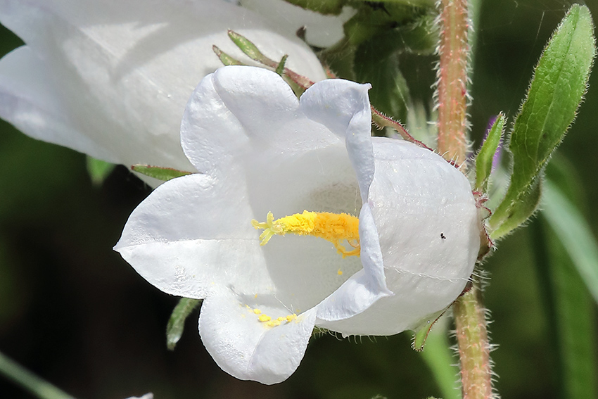 Campanula medium albina